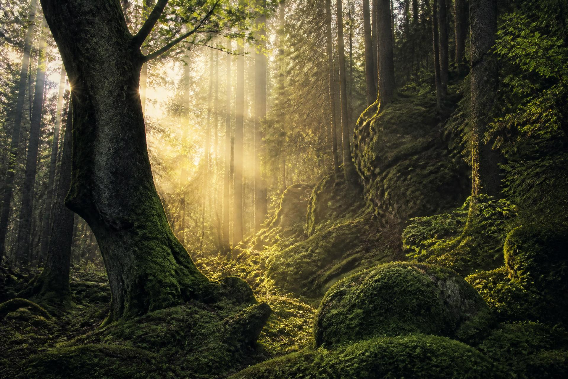 Ancient European forest at sunrise